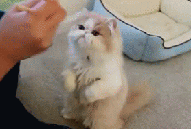 Cat-Eating-Food-From-Chopsticks.gif