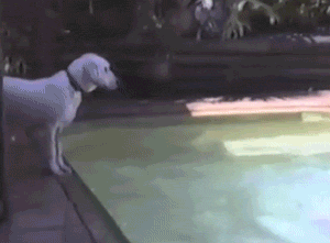 Dog-Jumps-on-Man-in-Pool