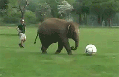 Elephant-Falling-Over-Soccer-Ball.gif