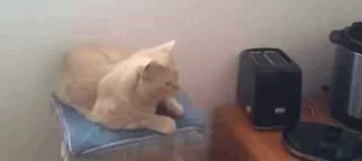 http://gifrific.com/wp-content/uploads/2014/12/Toaster-Scares-Cat-Off-Stool.gif