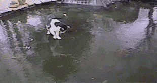 Cat-Chasing-Fish-on-Frozen-Pond.gif