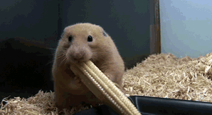 Hamster-Eating-Corn.gif