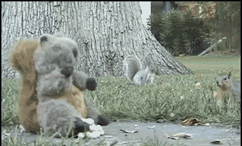 http://gifrific.com/wp-content/uploads/2015/03/Squirrel-Jumps-on-Stuffed-Squirrel.gif