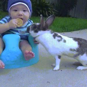 Bunny-Steals-Cookie-From-Baby.gif