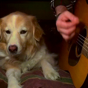 Dog-Stops-Man-Playing-Guitar.gif
