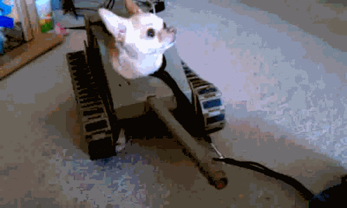 http://gifrific.com/wp-content/uploads/2015/05/Dog-Sitting-in-Toy-Tank.gif