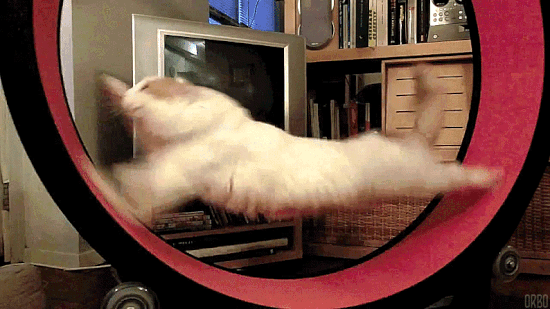 cat running in circles