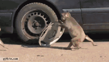 http://gifrific.com/wp-content/uploads/2012/04/monkey-hubcap-steal1.gif