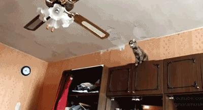 Cat Jumps On Ceiling Fan And Falls Off