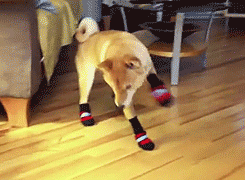 Dog Trying to Walk in Socks | Gifrific