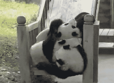 Pandas Falling Down Slide | Gifrific