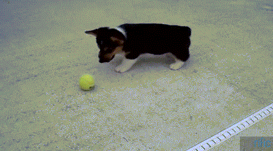 Corgi Playing With Ball for First Time | Gifrific