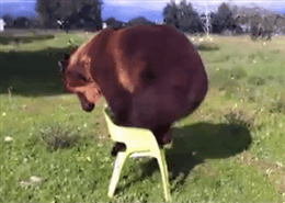Bear Sitting in a Chair | Gifrific