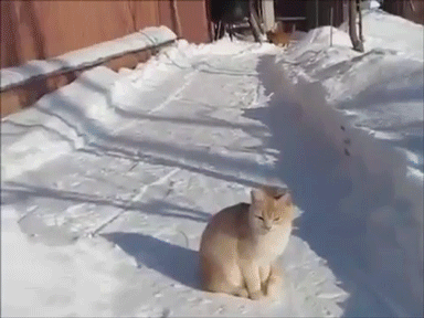 Cat-Jumps-For-Snow.gif