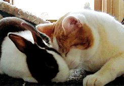 Bunny and Cat Cuddling | Gifrific