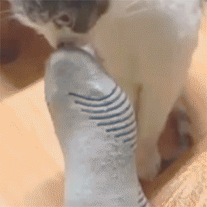 Cat Smells Sock Shocked Face