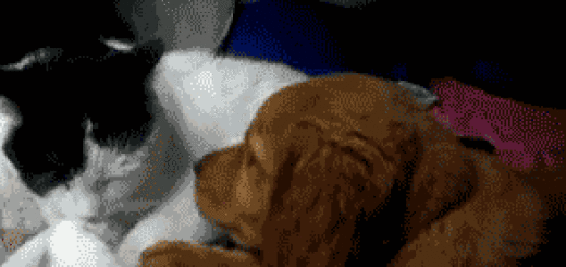 GIF: Bouncing Cat Cartoon | Gifrific