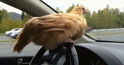 Chicken Driving Car | Gifrific