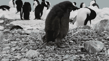 СеШельские Острова - Страница 7 Penguin-Falls-Over-Rock