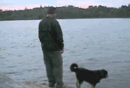 Dogs Lol GIF by Americas Funniest Home Videos - Find 