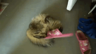 Cat Puts Sandal On Its Head