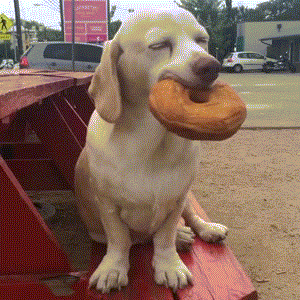 Dog Smiles While Chewing Donut