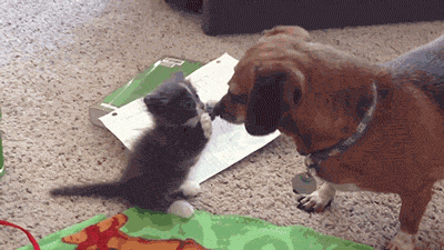 Cat Playing With Dogs Nose