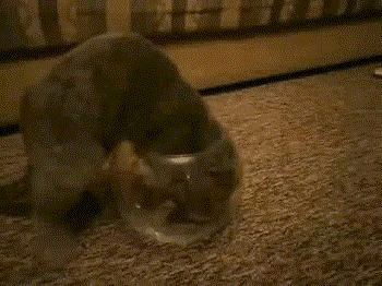 cat-goes-into-fish-bowl