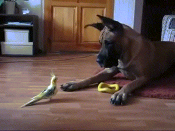 dog-barking-at-parrot