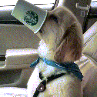 dog-drinking-coffe-out-of-starbucks-cup