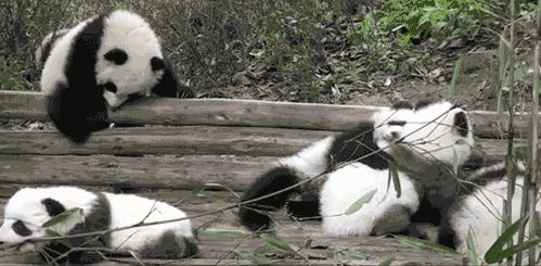 pandas-playing-and-rolling-around